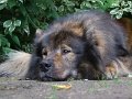 rudel (15)